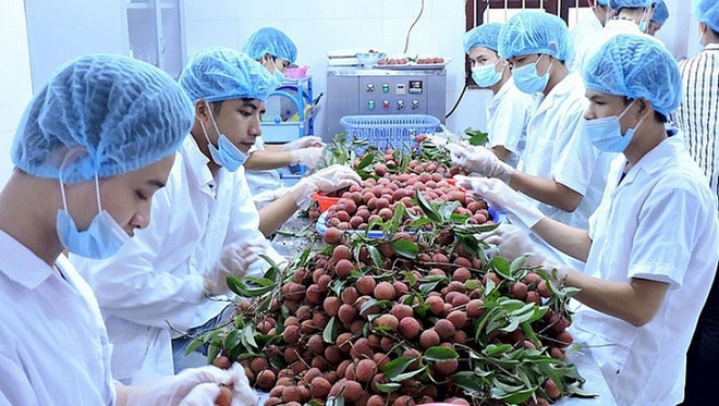 Le Japon, 1er partenaire commercial du Vietnam au sein du CPTPP ảnh 1 Le Japon, 1er partenaire commercial du Vietnam au sein du CPTPP ảnh 1