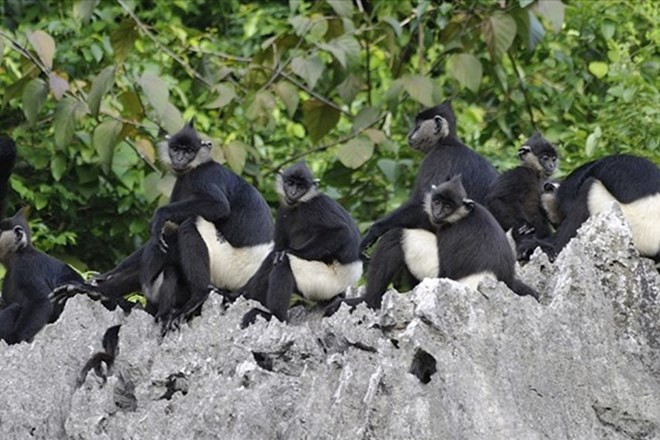 Ha Nam va construire un site de conservation de langur de Delacour ảnh 1 Ha Nam va construire un site de conservation de langur de Delacour ảnh 1