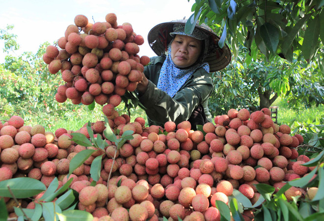 Promouvoir l'exportation du litchi de Hai Duong ảnh 1