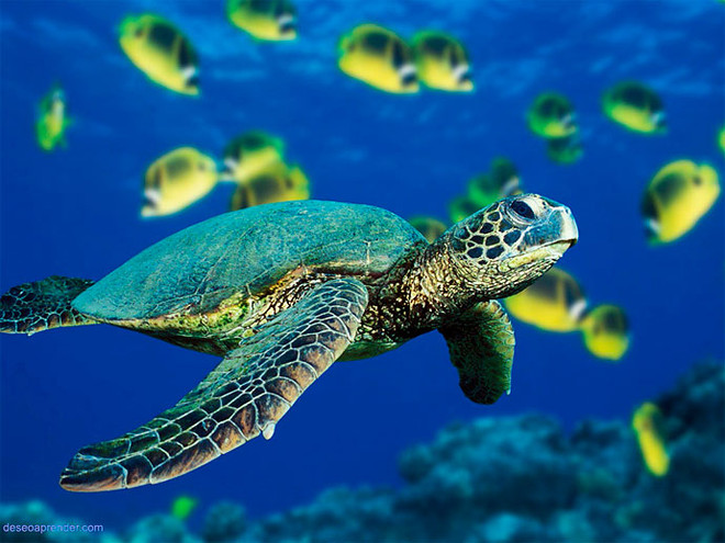 Réhabilitation des populations de tortues menacées au Vietnam ảnh 1 Réhabilitation des populations de tortues menacées au Vietnam ảnh 1