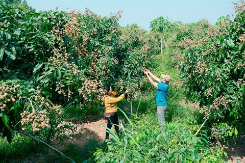 Hai Duong: une bonne saison pour les longanes ảnh 1 Hai Duong: une bonne saison pour les longanes ảnh 1