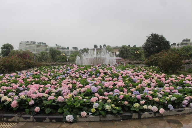 Thanh Hoa : la saison touristique d’été à Sam Son commence par une fête des fleurs ảnh 3 Thanh Hoa : la saison touristique d’été à Sam Son commence par une fête des fleurs ảnh 3