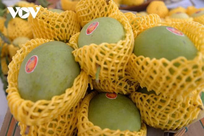 Pour mieux exporter des mangues vietnamiennes ảnh 1