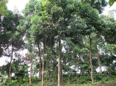 Les canneliers font la prospérité de Yên Bai ảnh 1 Les canneliers font la prospérité de Yên Bai ảnh 1