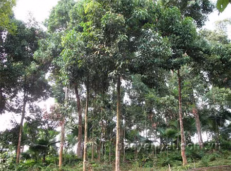 Les canneliers font la prospérité de Yên Bai ảnh 1 Les canneliers font la prospérité de Yên Bai ảnh 1