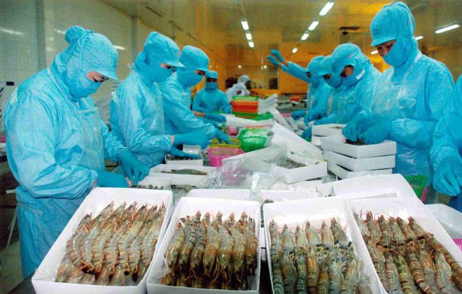 Les exportations de crevettes devraient atteindre 3,1 milliards de dollars en 2016 ảnh 1 Les exportations de crevettes devraient atteindre 3,1 milliards de dollars en 2016 ảnh 1