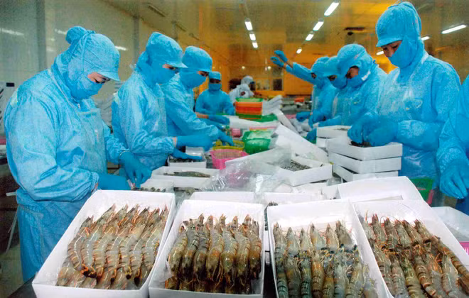 Les exportations de crevettes devraient atteindre 3,1 milliards de dollars en 2016 ảnh 1