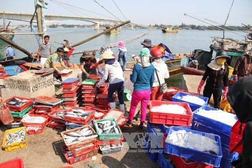 Les réserves de poissons de mer du Vietnam atteignent près de 4,2 millions de tonnes ảnh 1 Les réserves de poissons de mer du Vietnam atteignent près de 4,2 millions de tonnes ảnh 1