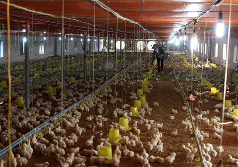 Besoin de prêts préférentiels dans le secteur agricole ảnh 2 Besoin de prêts préférentiels dans le secteur agricole ảnh 2