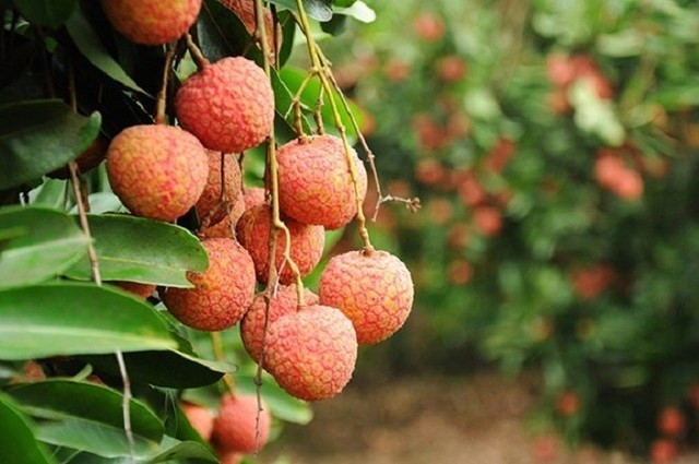 Bac Giang: 80% de litchis seront exportés vers la Chine ảnh 1 Bac Giang: 80% de litchis seront exportés vers la Chine ảnh 1