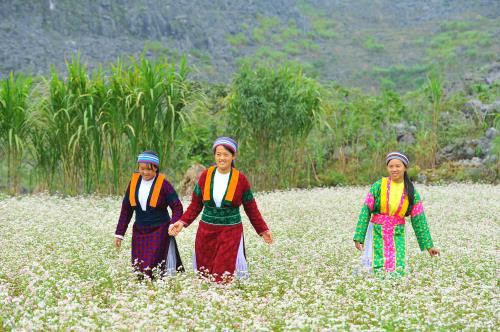 Ha Giang séduit les touristes pendant la floraison des fleurs de sarrasin ảnh 1 Ha Giang séduit les touristes pendant la floraison des fleurs de sarrasin ảnh 1