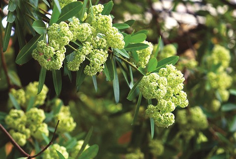 Hanoï se pare de son manteau automnal ảnh 3