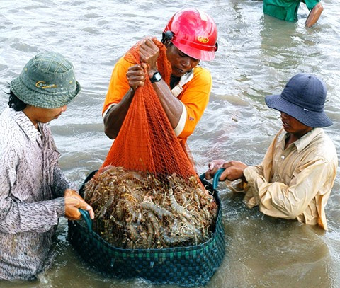 Créer un label pour les crevettes vietnamiennes ảnh 1 Créer un label pour les crevettes vietnamiennes ảnh 1
