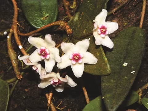  Un botaniste engagé pour protéger la forêt ảnh 2