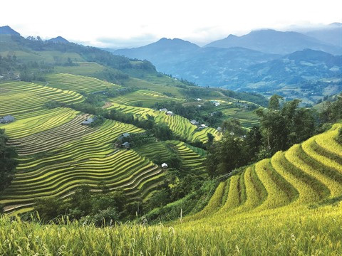 Chéri, amène-moi à Hoàng Su Phi ! ảnh 1