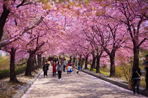 Rendez-vous en mars à Hanoï pour la Fête des cerisiers en fleurs du Japon ảnh 1 Rendez-vous en mars à Hanoï pour la Fête des cerisiers en fleurs du Japon ảnh 1