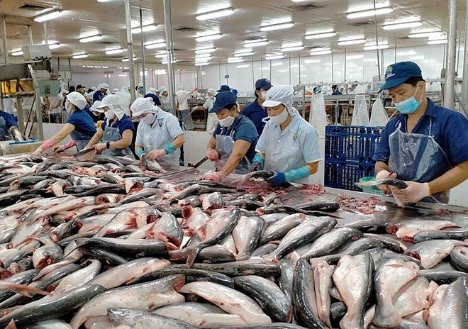 Exportations nationales de pangasius: le marché de l'ASEAN devrait dépasser celui de l'UE ảnh 1 Exportations nationales de pangasius: le marché de l'ASEAN devrait dépasser celui de l'UE ảnh 1