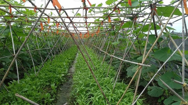 La province de Bac Giang travaille à la valorisation du secteur agricole ảnh 1 La province de Bac Giang travaille à la valorisation du secteur agricole ảnh 1