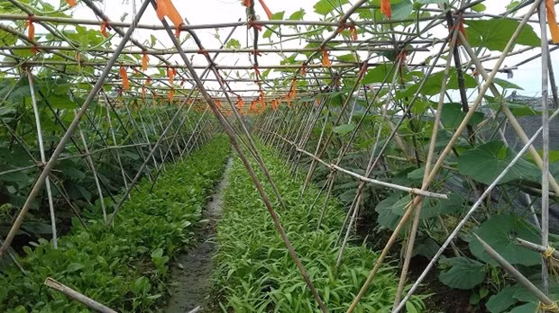 La province de Bac Giang travaille à la valorisation du secteur agricole ảnh 1 La province de Bac Giang travaille à la valorisation du secteur agricole ảnh 1