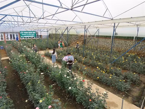 Florilège de couleurs au village horticole de Van Thành à Dà Lat ảnh 1 Florilège de couleurs au village horticole de Van Thành à Dà Lat ảnh 1