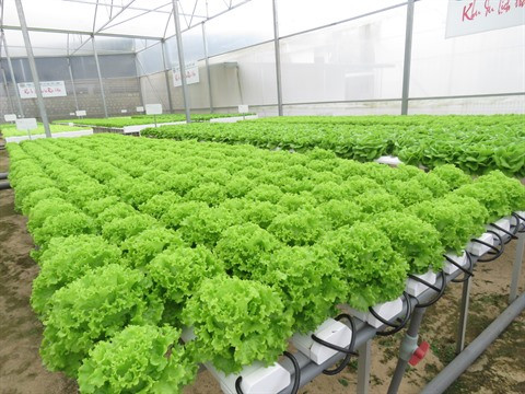 Florilège de couleurs au village horticole de Van Thành à Dà Lat ảnh 2