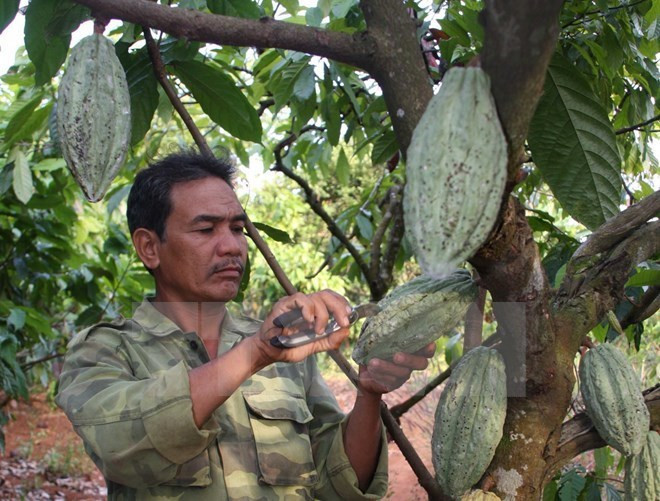 Une société de Dong Nai exporte du cacao en République de Corée et au Japon ảnh 1 Une société de Dong Nai exporte du cacao en République de Corée et au Japon ảnh 1