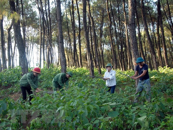 Vietnam et Laos : coopération accrue dans l’application de la législation forestière ảnh 1 Vietnam et Laos : coopération accrue dans l’application de la législation forestière ảnh 1