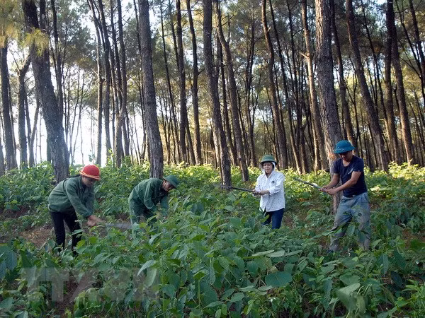 Vietnam et Laos : coopération accrue dans l’application de la législation forestière ảnh 1 Vietnam et Laos : coopération accrue dans l’application de la législation forestière ảnh 1