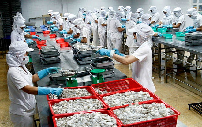 Montée en flèche des exportations nationales de céphalopodes aux Etats-Unis ảnh 1