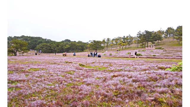 Reconstitution de la cérémonie de mariage des K’Ho à la fête des herbes roses 2019 ảnh 1