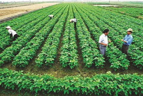 Agriculture: Relier les paysans aux entreprises pour réussir l’intégration ảnh 2 Agriculture: Relier les paysans aux entreprises pour réussir l’intégration ảnh 2