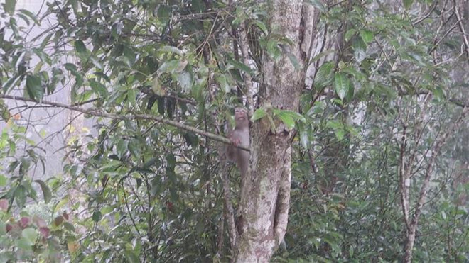 Trois macaques à queue de cochon relâchés dans la nature ảnh 1 Trois macaques à queue de cochon relâchés dans la nature ảnh 1