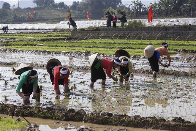 Hoa Binh: les Muong célèbrent la fête "Khai ha" ảnh 2 Hoa Binh: les Muong célèbrent la fête "Khai ha" ảnh 2