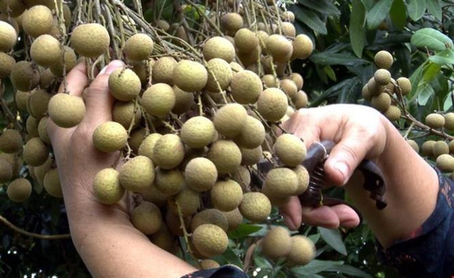 La province de Hung Yen propose des visites dans des vergers de longaniers ảnh 2 La province de Hung Yen propose des visites dans des vergers de longaniers ảnh 2