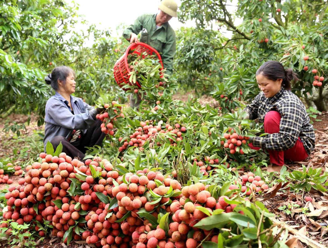 Hung Yen : la saison de récolte des litchis précoces commencera dans deux semaines ảnh 1 Hung Yen : la saison de récolte des litchis précoces commencera dans deux semaines ảnh 1