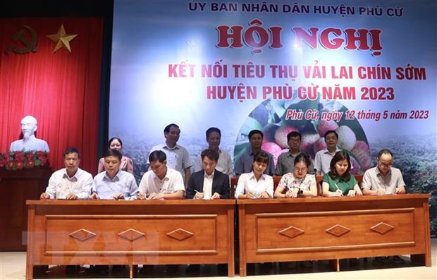 Hung Yen : la saison de récolte des litchis précoces commencera dans deux semaines ảnh 2 Hung Yen : la saison de récolte des litchis précoces commencera dans deux semaines ảnh 2