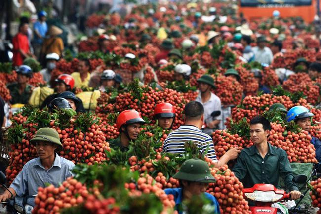 Record des ventes de litchis « thieu » de Bac Giang ảnh 1 Record des ventes de litchis « thieu » de Bac Giang ảnh 1