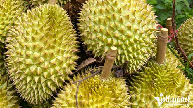 Le Japon augmente ses achats de durian et de longane vietnamiens ảnh 1