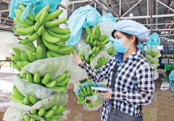 La République de Corée augmente ses importations de bananes vietnamiennes ảnh 1 La République de Corée augmente ses importations de bananes vietnamiennes ảnh 1