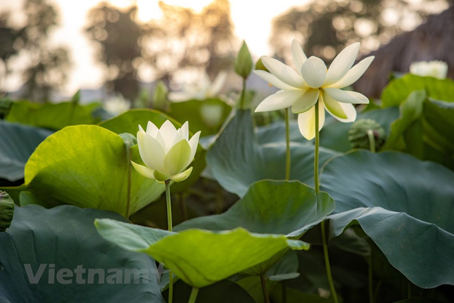 Poésie des lotus en banlieue de Hanoi ảnh 6 Poésie des lotus en banlieue de Hanoi ảnh 6