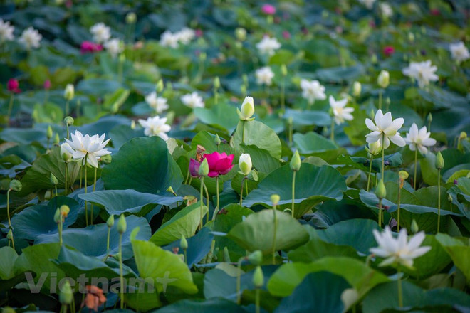 Poésie des lotus en banlieue de Hanoi ảnh 4 Poésie des lotus en banlieue de Hanoi ảnh 4