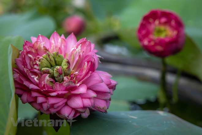 Poésie des lotus en banlieue de Hanoi ảnh 15 Poésie des lotus en banlieue de Hanoi ảnh 15