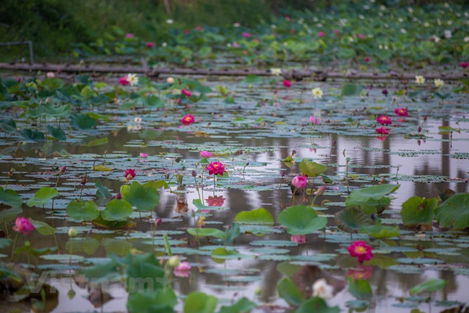 Poésie des lotus en banlieue de Hanoi ảnh 8 Poésie des lotus en banlieue de Hanoi ảnh 8