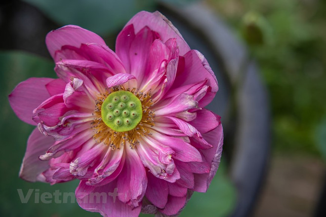 Poésie des lotus en banlieue de Hanoi ảnh 16 Poésie des lotus en banlieue de Hanoi ảnh 16