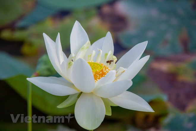 Poésie des lotus en banlieue de Hanoi ảnh 13 Poésie des lotus en banlieue de Hanoi ảnh 13