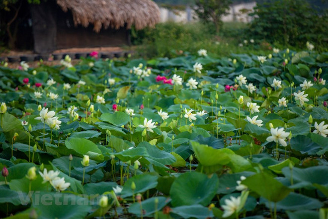 Poésie des lotus en banlieue de Hanoi ảnh 3 Poésie des lotus en banlieue de Hanoi ảnh 3