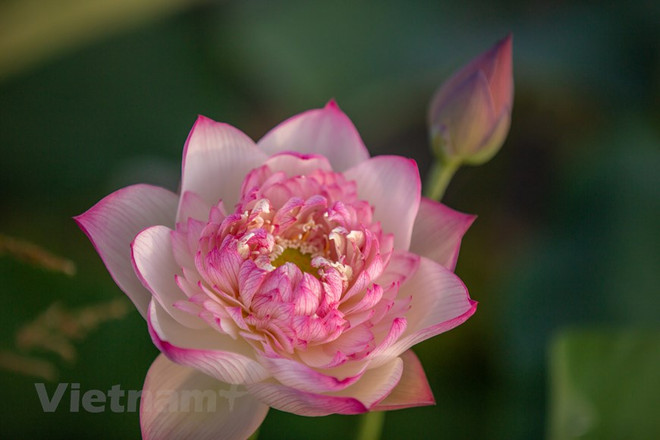 Poésie des lotus en banlieue de Hanoi ảnh 14 Poésie des lotus en banlieue de Hanoi ảnh 14