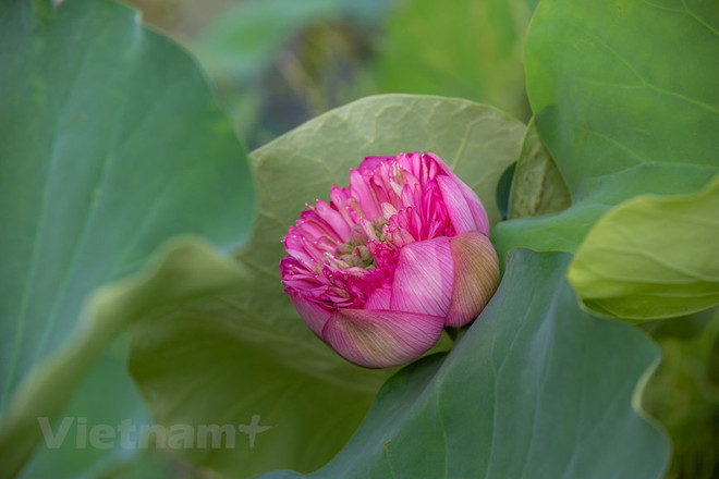 Poésie des lotus en banlieue de Hanoi ảnh 12 Poésie des lotus en banlieue de Hanoi ảnh 12