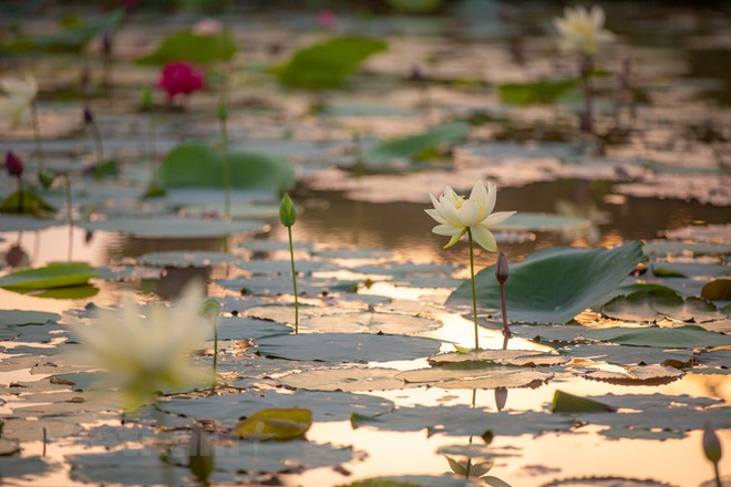 Poésie des lotus en banlieue de Hanoi ảnh 5 Poésie des lotus en banlieue de Hanoi ảnh 5