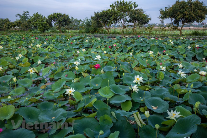 Poésie des lotus en banlieue de Hanoi ảnh 1 Poésie des lotus en banlieue de Hanoi ảnh 1
